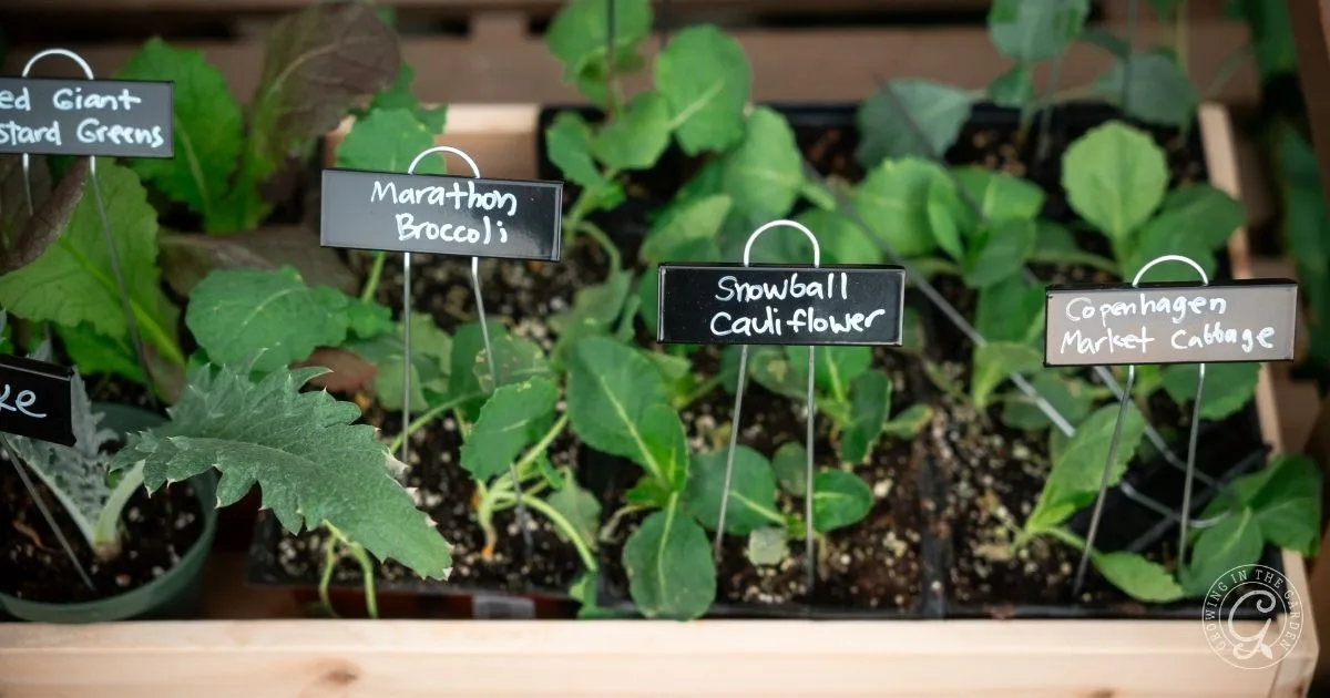 Young vegetable seedlings in pots, labeled as giant mustard greens, broccoli, cauliflower, and cabbage.