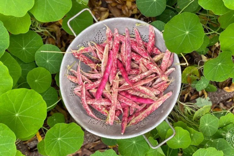 How to Grow Borlotti Beans: 5 Tips for Growing Borlotti Beans featured image