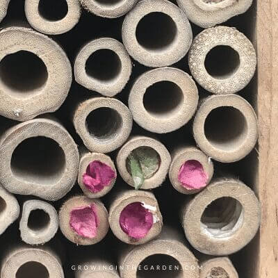 leaf cutter bees eggs in insect hotel