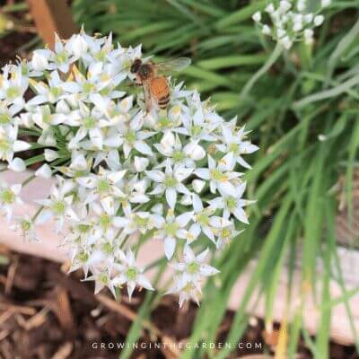 bee on garlic chives