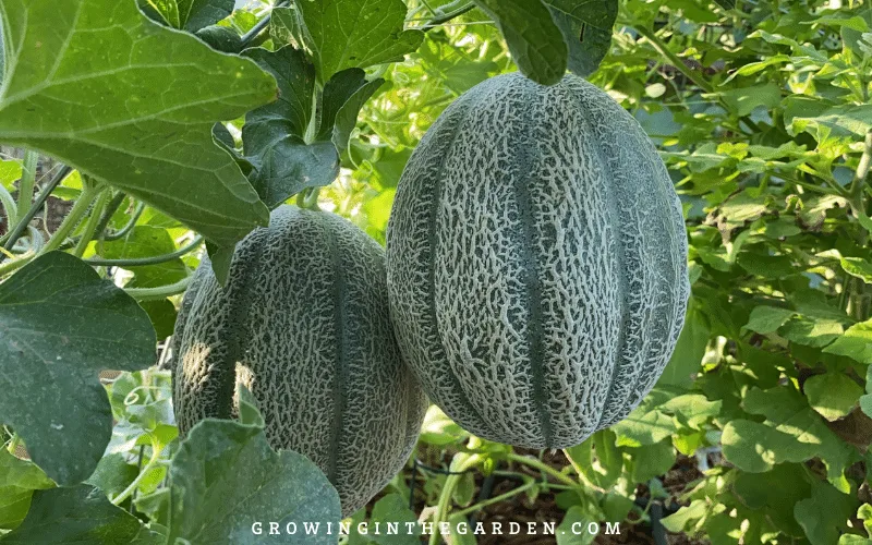 How to Grow Cantaloupe: 9 Tips for Growing Cantaloupe