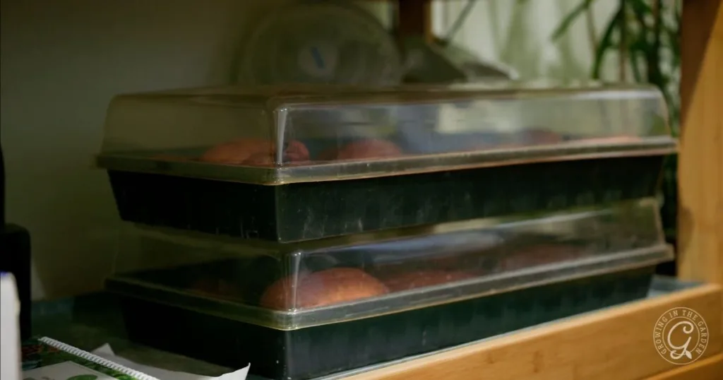 Two covered seed trays stacked on a shelf, containing soil or seedling pots, in an indoor setting&mdash;perfect for learning how to grow sweet potatoes.