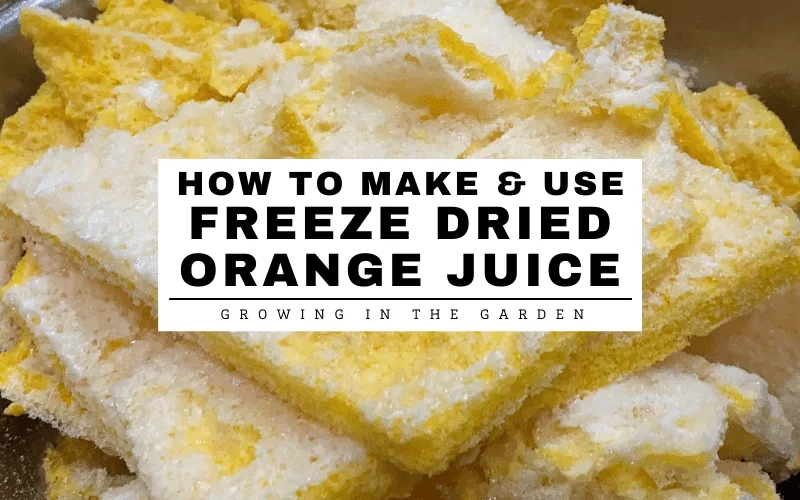 How to Make & Use Freeze-Dried Orange Juice - Growing In The Garden