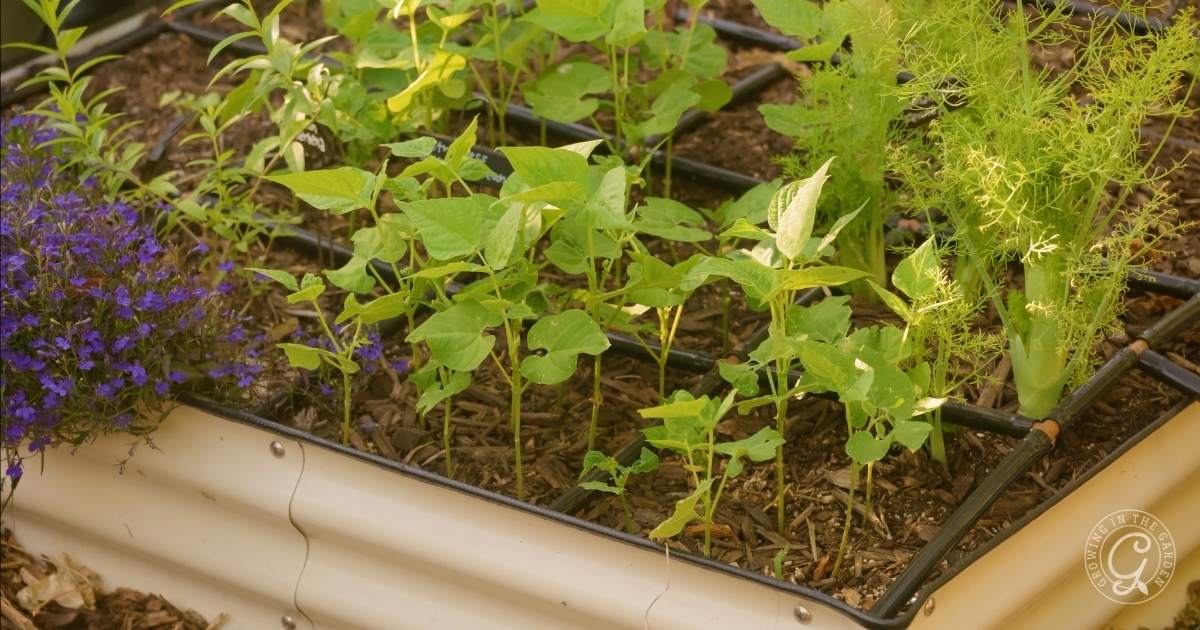 Young green vegetable plants grow in a raised garden bed with dark soil, grid support, and clusters of purple flowers in one corner. Bright sunlight illuminates the garden—showcasing the best way to water a raised bed garden for healthy growth.