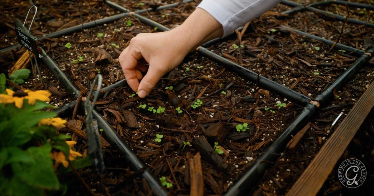A hand reaches down to tend to small green seedlings growing in neatly divided sections of a raised garden bed with brown mulch and irrigation tubes—the best way to water a raised bed garden for healthy growth.
