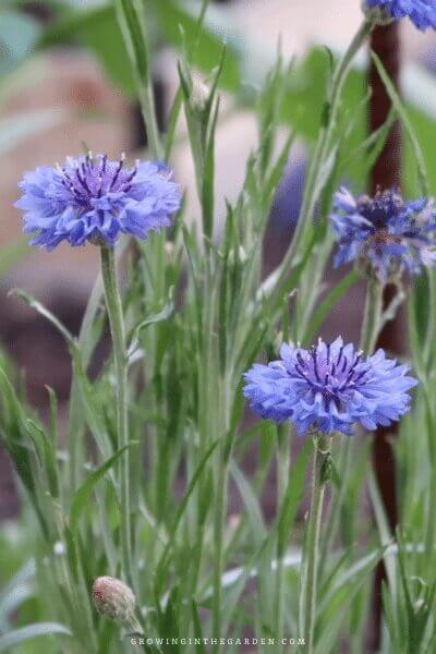 How to Grow Bachelor Buttons: 5 Tips for Growing Cornflowers