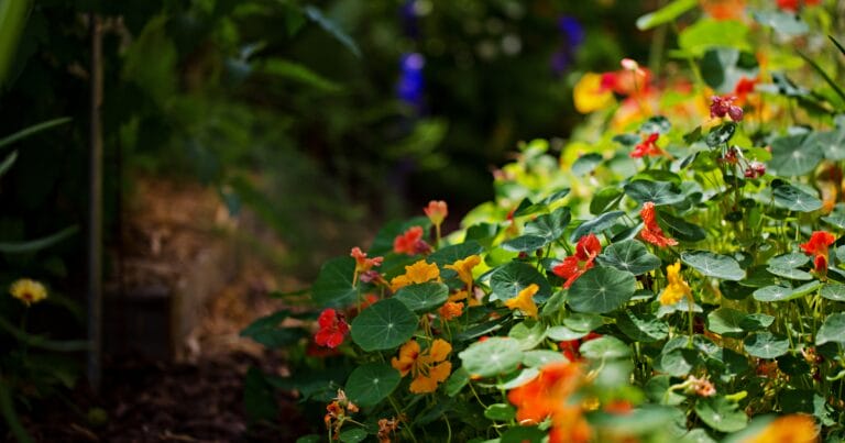 Bright orange and yellow nasturtium flowers blooming in a lush, sunlit garden.