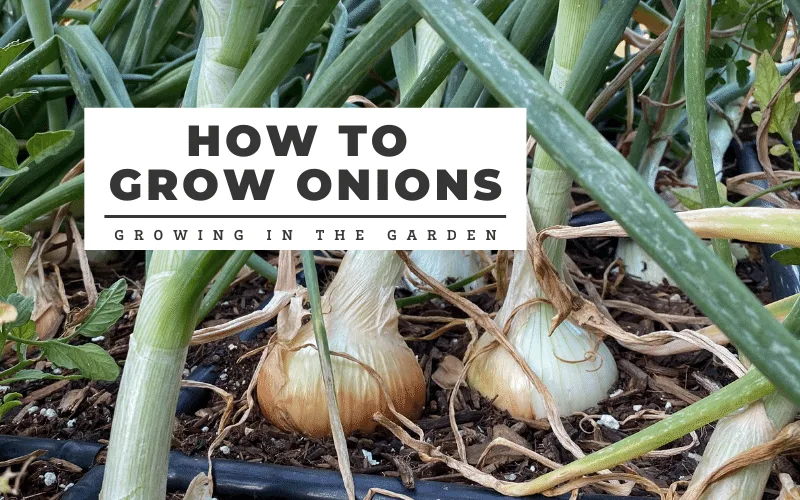 Growing Onions in Containers - Gardening Fan