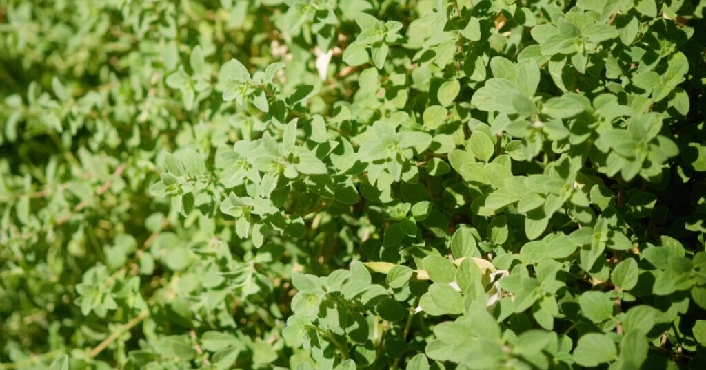 How to Grow Oregano_ 10 Tips for Growing Oregano