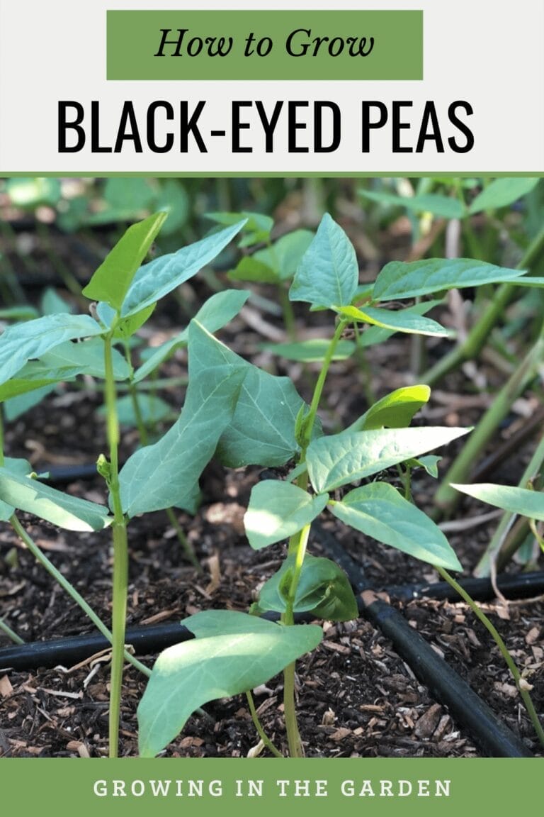 How to Grow Black-Eyed Peas - Growing In The Garden