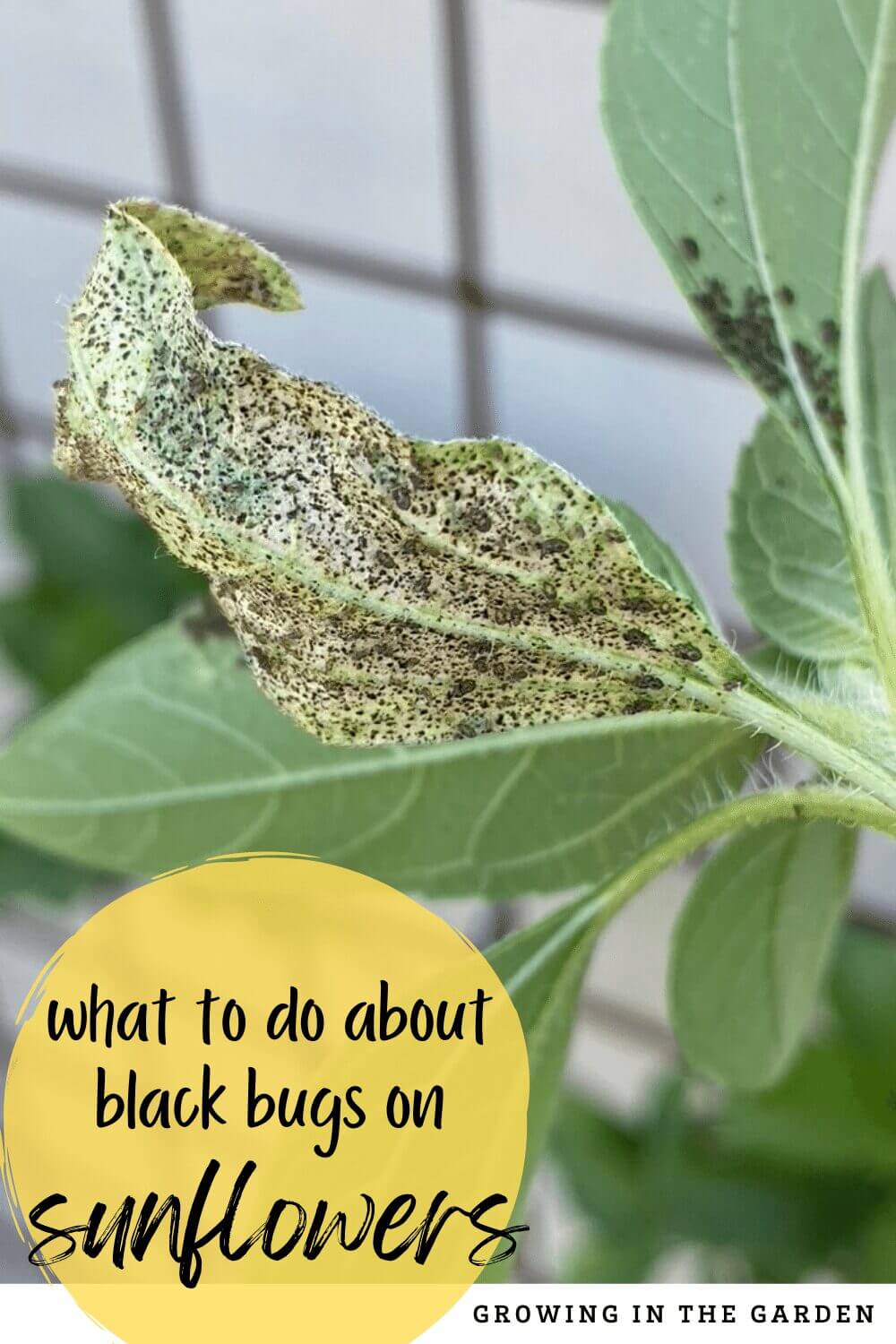What are the black bugs on sunflowers, and what should you do about them? Find out the best ways to treat them organically.