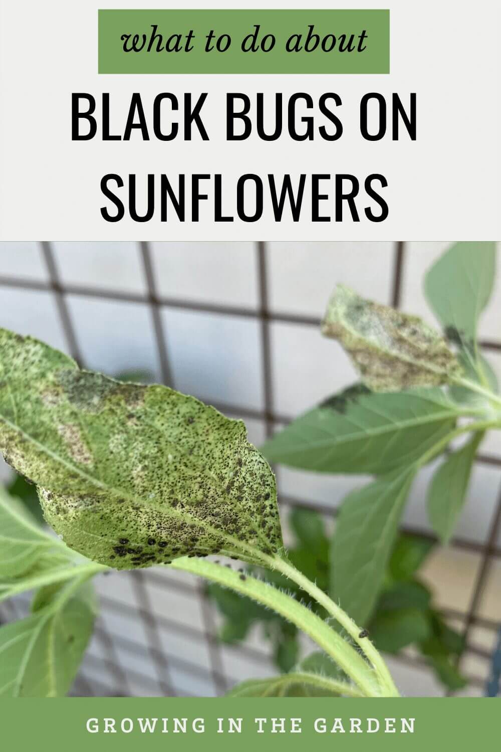 What are the black bugs on sunflowers, and what should you do about them? Find out the best ways to treat them organically.