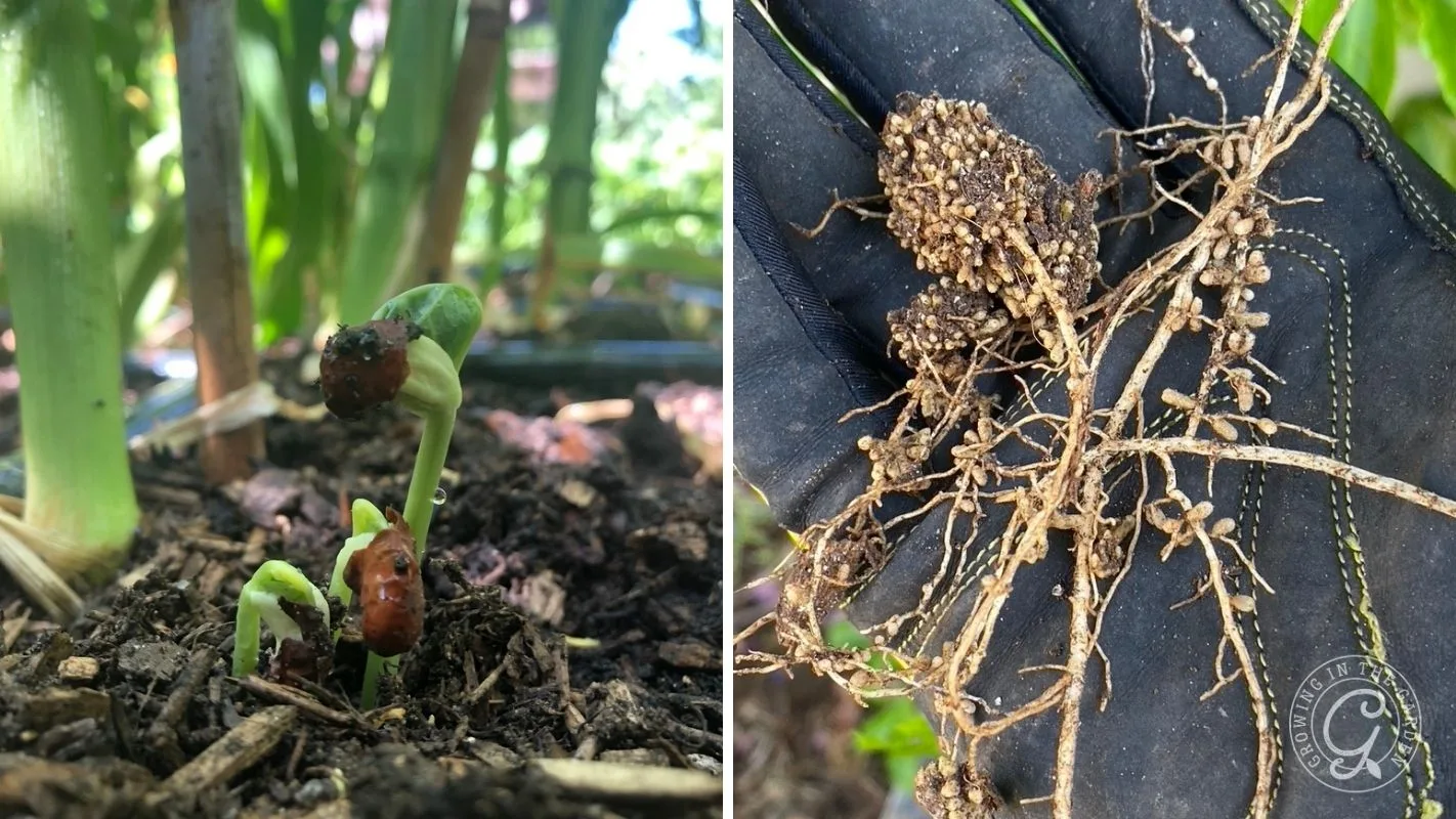 Close-up of bean seedlings sprouting from soil near corn and gloved hand holding bean roots with nitrogen nodules.