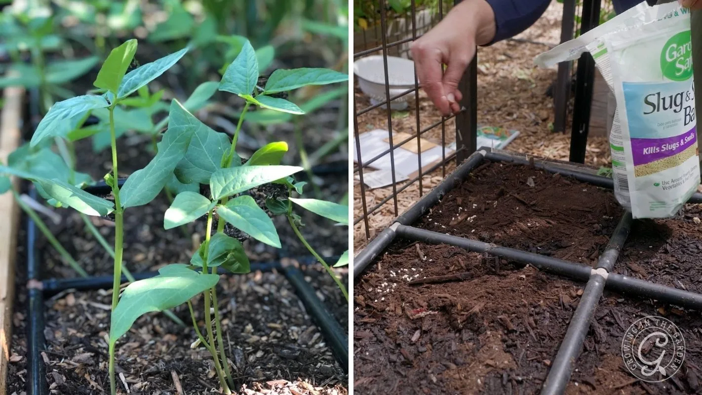 Left: Young green plants growing. Right: Hand sprinkling garden soil additive into a raised bed garden.