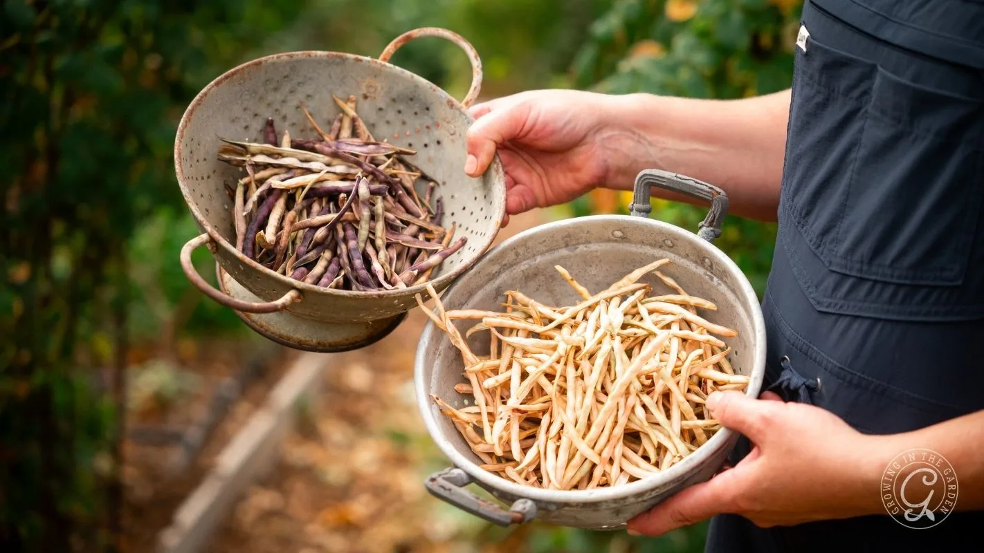 A person holds two bowls filled with harvested purple and beige cowpeas in a garden.