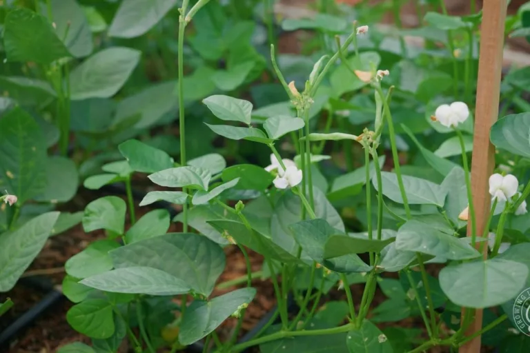 How I Grow Black-Eyed Peas in My Low Desert Garden featured image