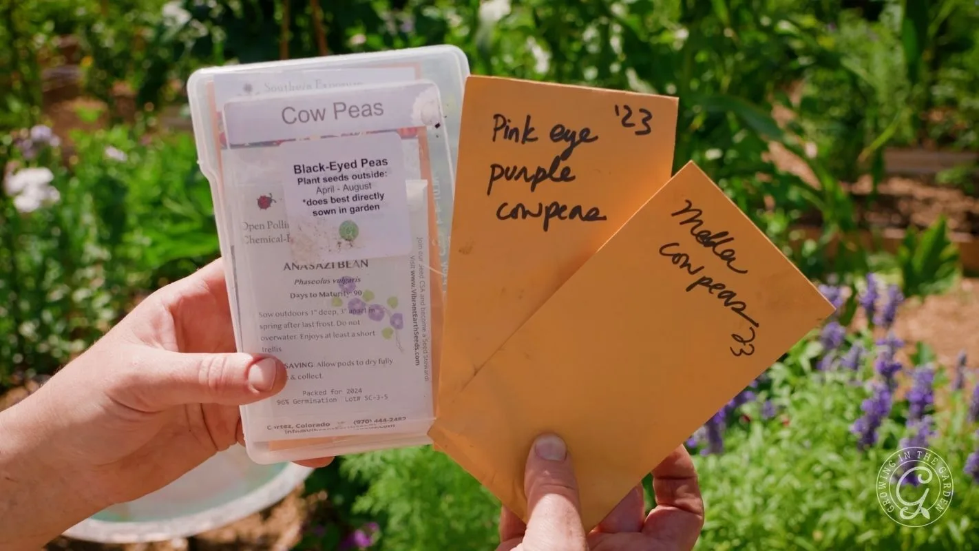 Hands holding seed packets labeled Cow Peas, Pink eye purple cowpea, and Miller cowpeas 23 in a garden.