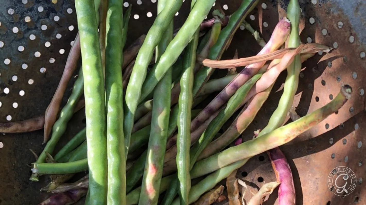 Long green and purple beans in a metal colander with small holes, shown in natural sunlight.
