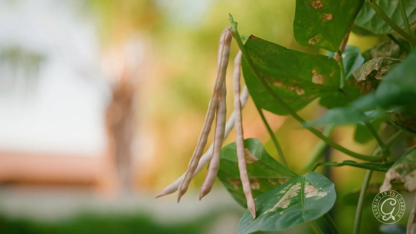 Three long, pale black eyed pea pods hanging from a green plant with sunlight in the background.