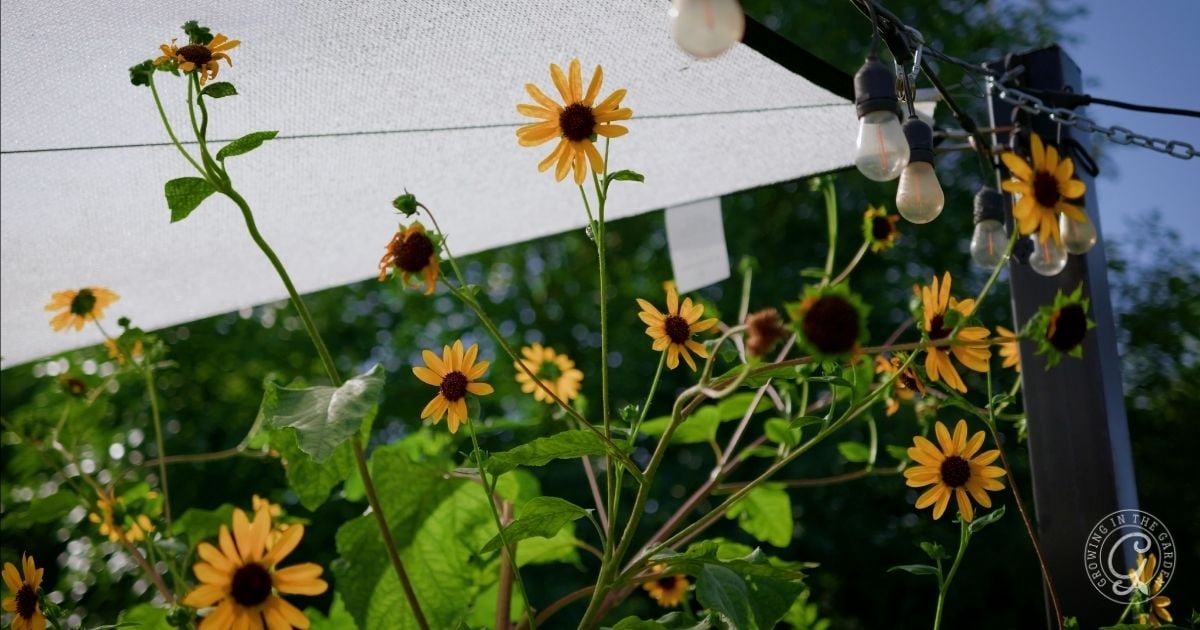 Yellow daisies bloom under a white canopy and string lights, with green trees behind&mdash;the perfect garden shade cloth setup for relaxing in style.