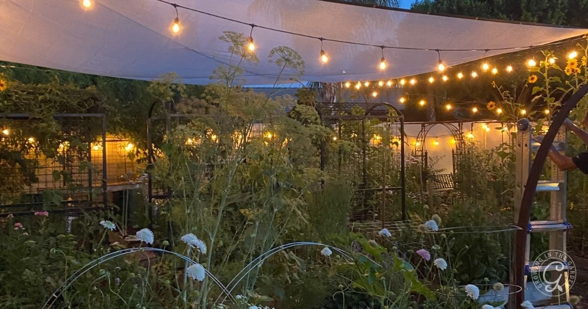 String lights hang over a lush backyard garden at dusk, creating a warm, inviting atmosphere&mdash;perfect for relaxing under your shade cloth for garden setup.