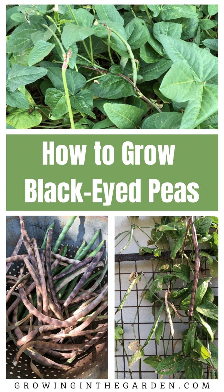 How to Grow Black-Eyed Peas - Growing In The Garden