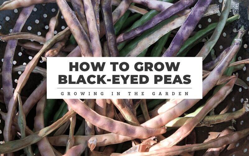 How to Grow Black-Eyed Peas - Growing In The Garden