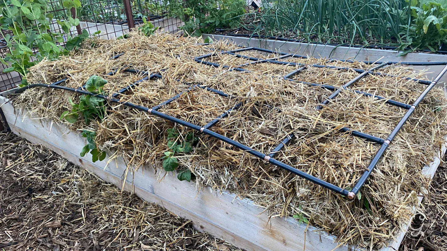 Raised garden bed with straw mulch and a black grid frame, with green plants emerging through the straw.
