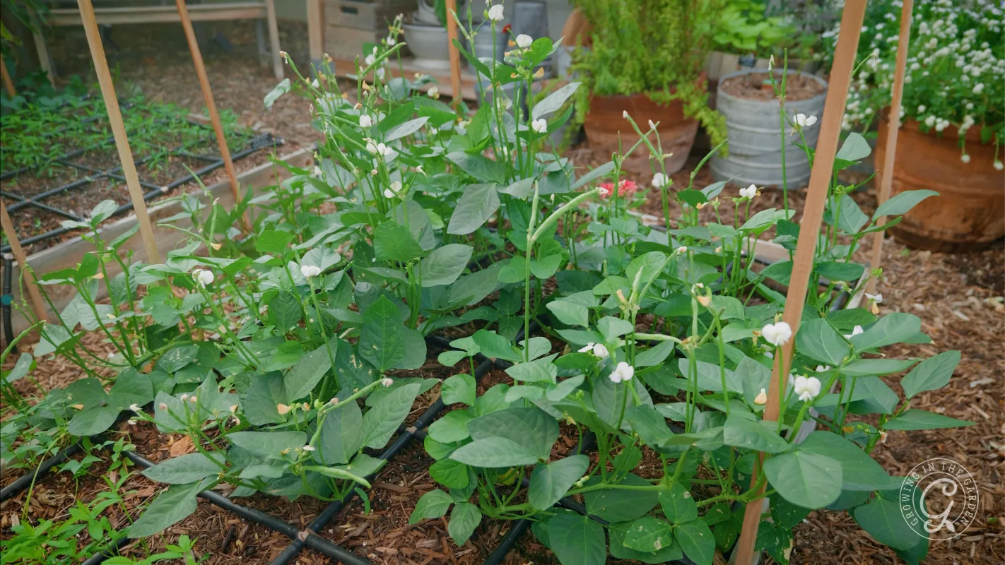 A garden bed with bushy green bean plants growing, some flowering, surrounded by mulch and garden tools.