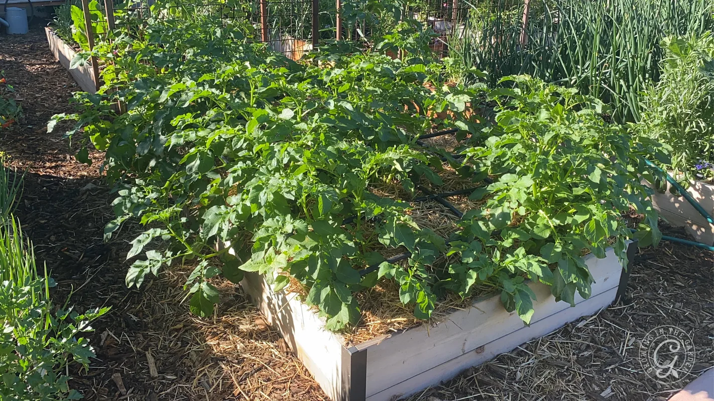 Raised garden bed with lush green plants growing, surrounded by mulch and other garden beds.