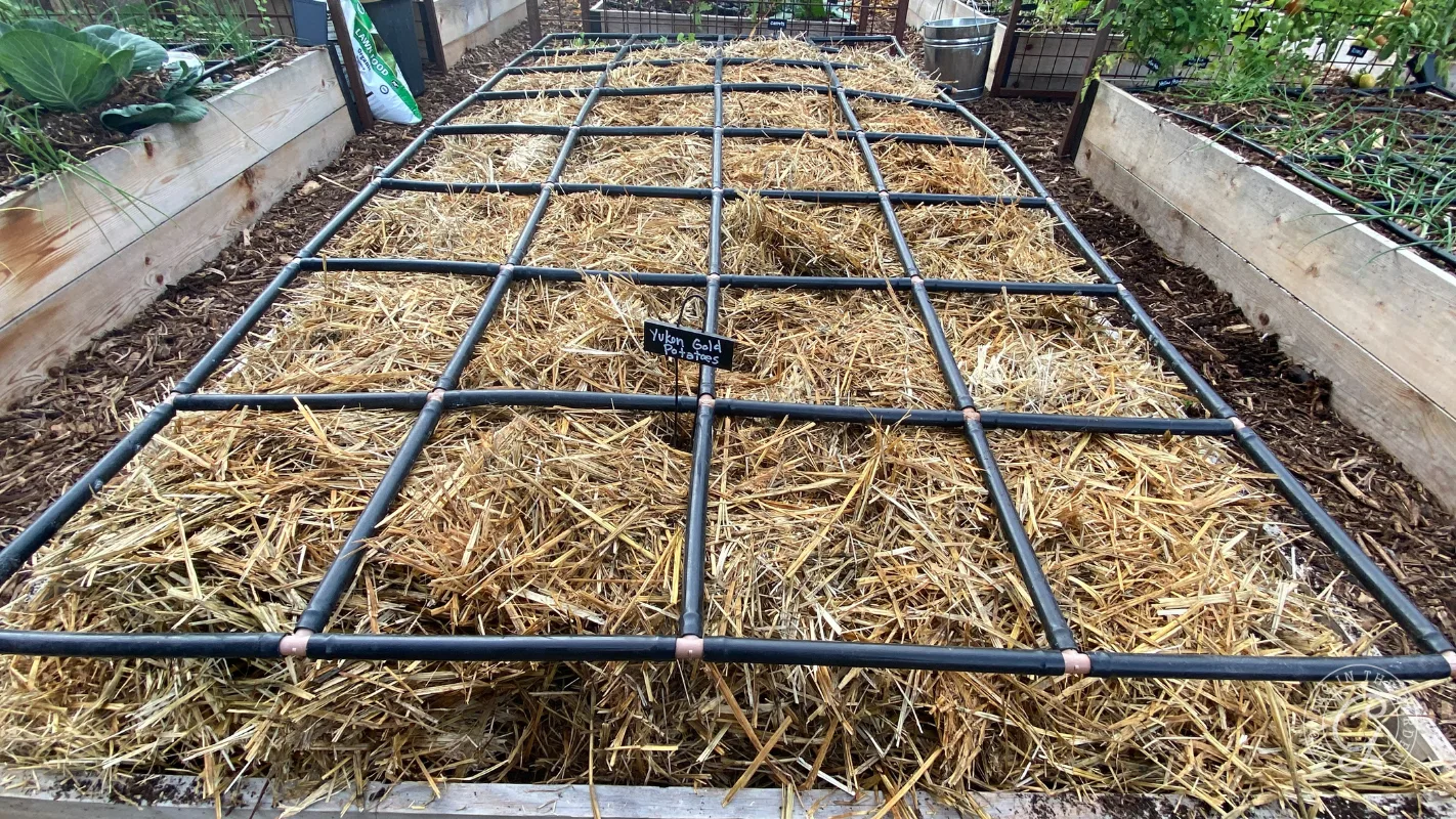 Raised garden bed covered with straw mulch and a black grid irrigation system, surrounded by other beds.