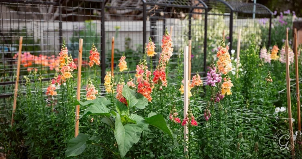 A flower garden with colorful snapdragons blooming, supported by stakes and wire fencing in the background—perfect for creating quick and easy garden flower arrangements.