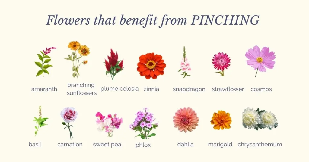 A chart with images of flowers that benefit from pinching, including amaranth, zinnia, cosmos, and marigold—perfect varieties for quick and easy garden flower arrangements.