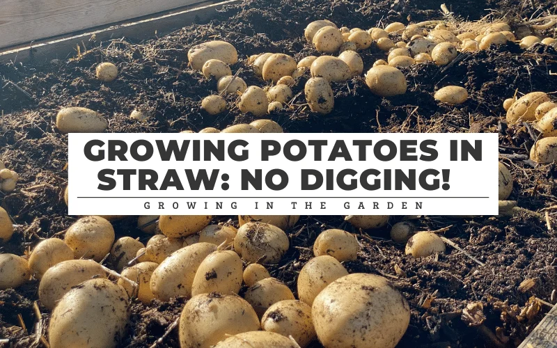 Growing potatoes in hay or straw bales produces clean tubers