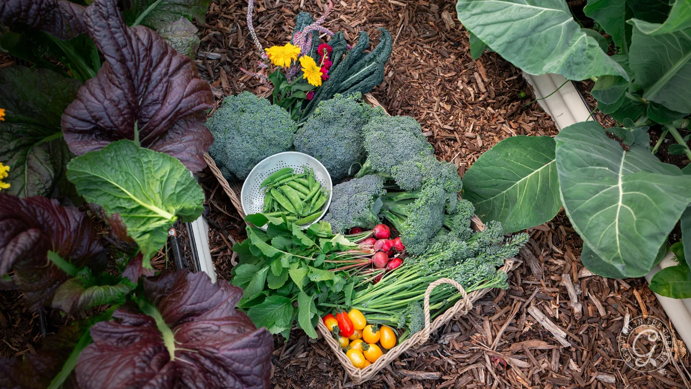 A low desert Arizona harvest of cool-season vegetables.