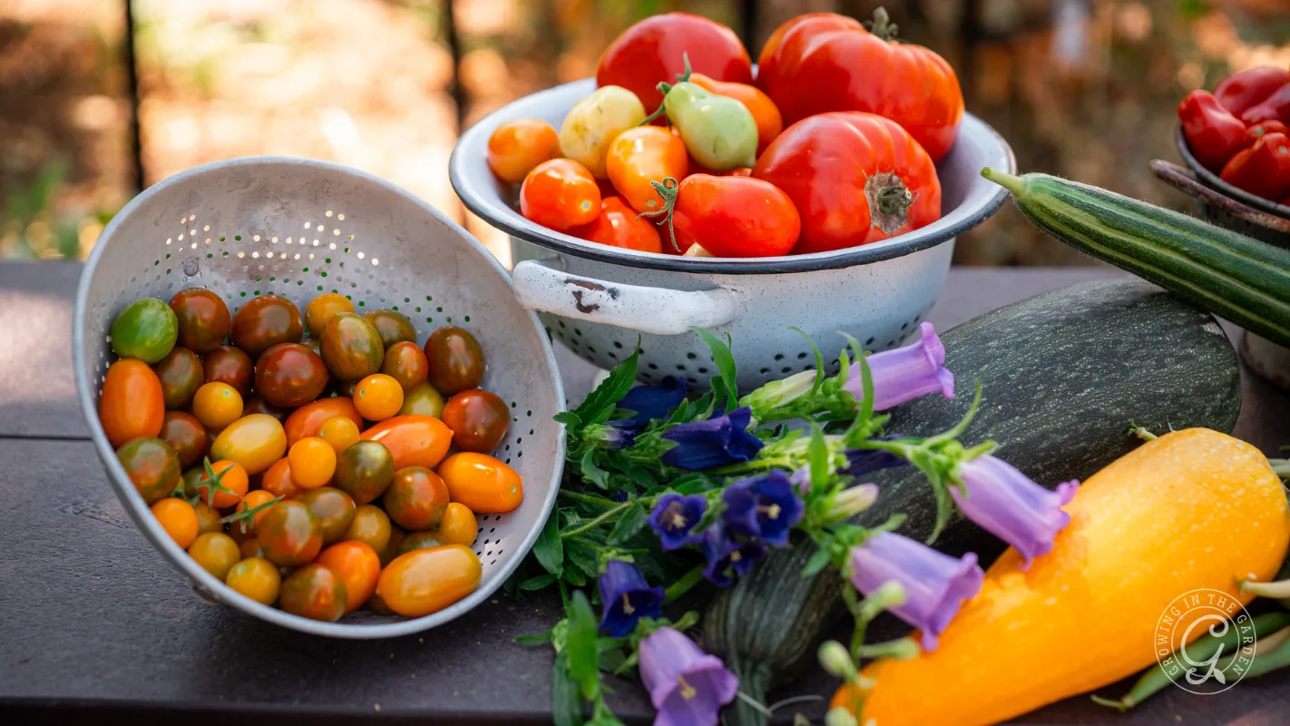 Bowls of colorful tomatoes, zucchini, and purple bell-shaped flowers displayed on an outdoor table.