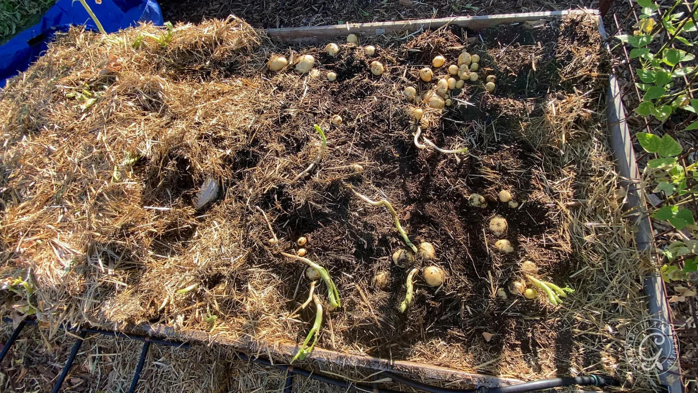 Freshly harvested potatoes lying on soil and straw in a raised garden bed under sunlight.