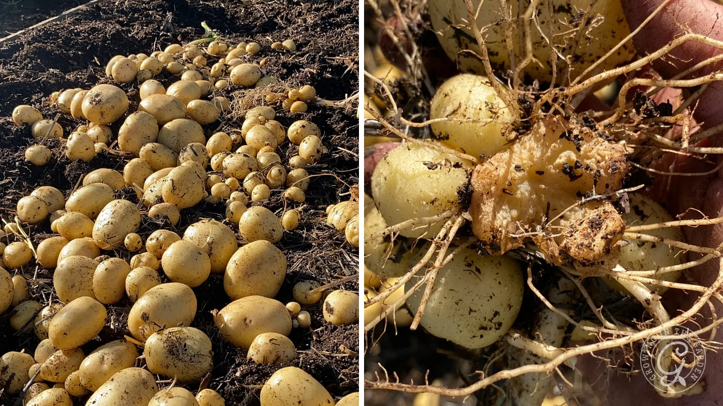 Many freshly harvested potatoes on soil, close-up of potatoes still attached to roots with dirt.