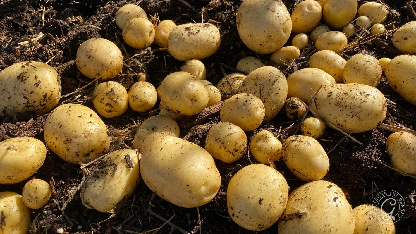Freshly harvested potatoes with dirt still on them, lying on dark soil in sunlight.