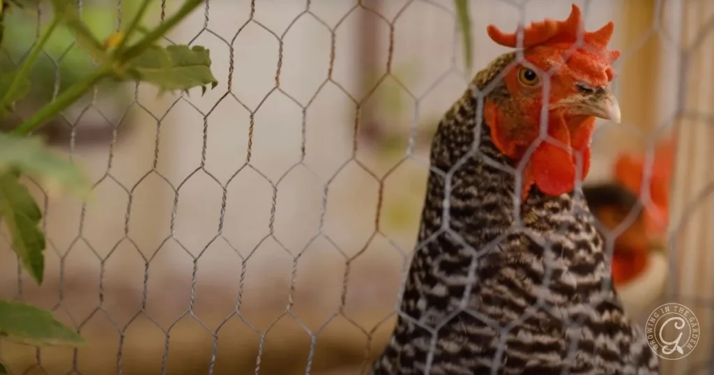 A black-and-white striped chicken stands behind a wire fence, looking through the mesh—a reminder to keep chickens cool in hot summers with proper shade and ventilation.