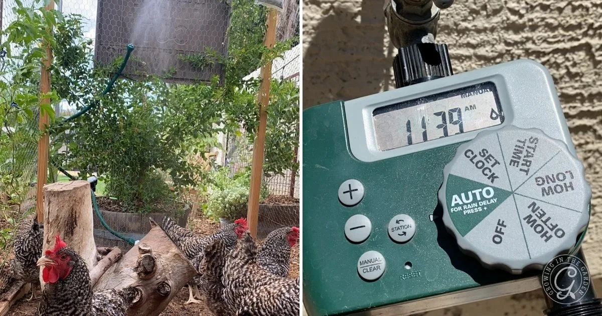 Chickens near a misting system in a coop help keep chickens cool in hot summers; close-up of an outdoor irrigation timer set to 11:39 AM.