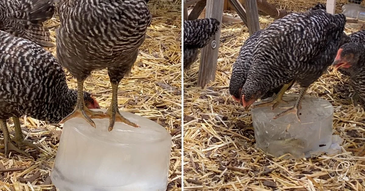 Two black and white chickens stand on and peck at a block of ice in a straw-covered area, a clever way to keep chickens cool in hot summers.