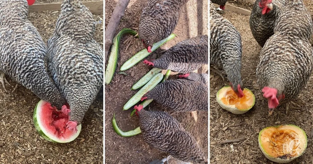 Chickens with striped feathers eat watermelon and cantaloupe pieces on the ground in a pen, a tasty way to help keep chickens cool in hot summers.