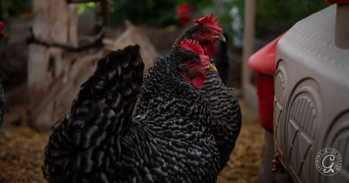 Two black and white barred chickens stand near a red and white plastic structure in a coop, finding shade to help keep chickens cool in hot summers.