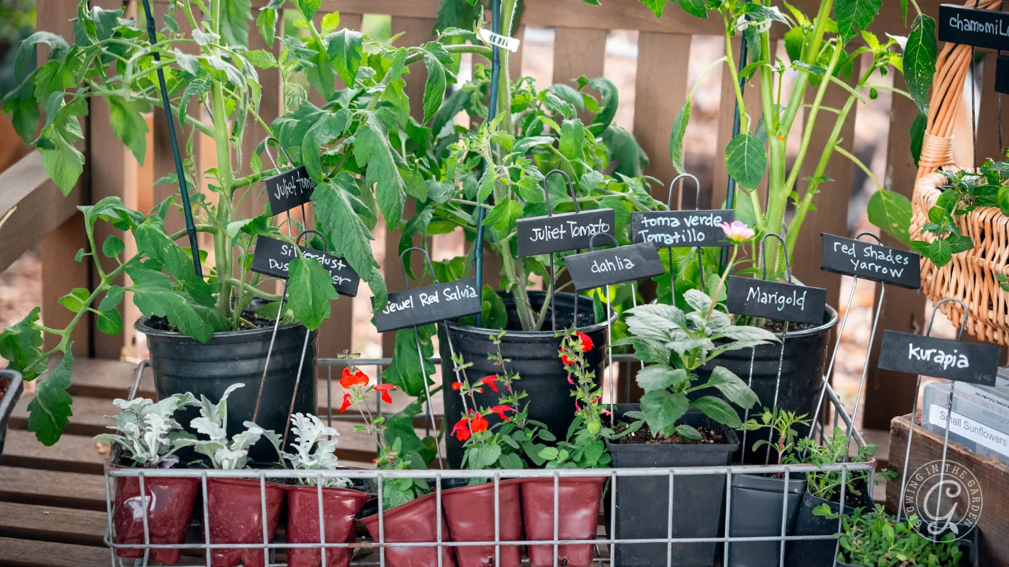 Potted plants with labeled tags sit on a wooden bench in a wire basket, ready for a garden.