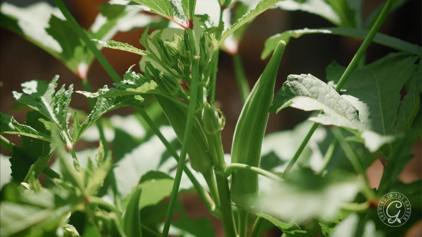 Okra growing in the summer heat during monsoon season in a low desert Arizona garden.