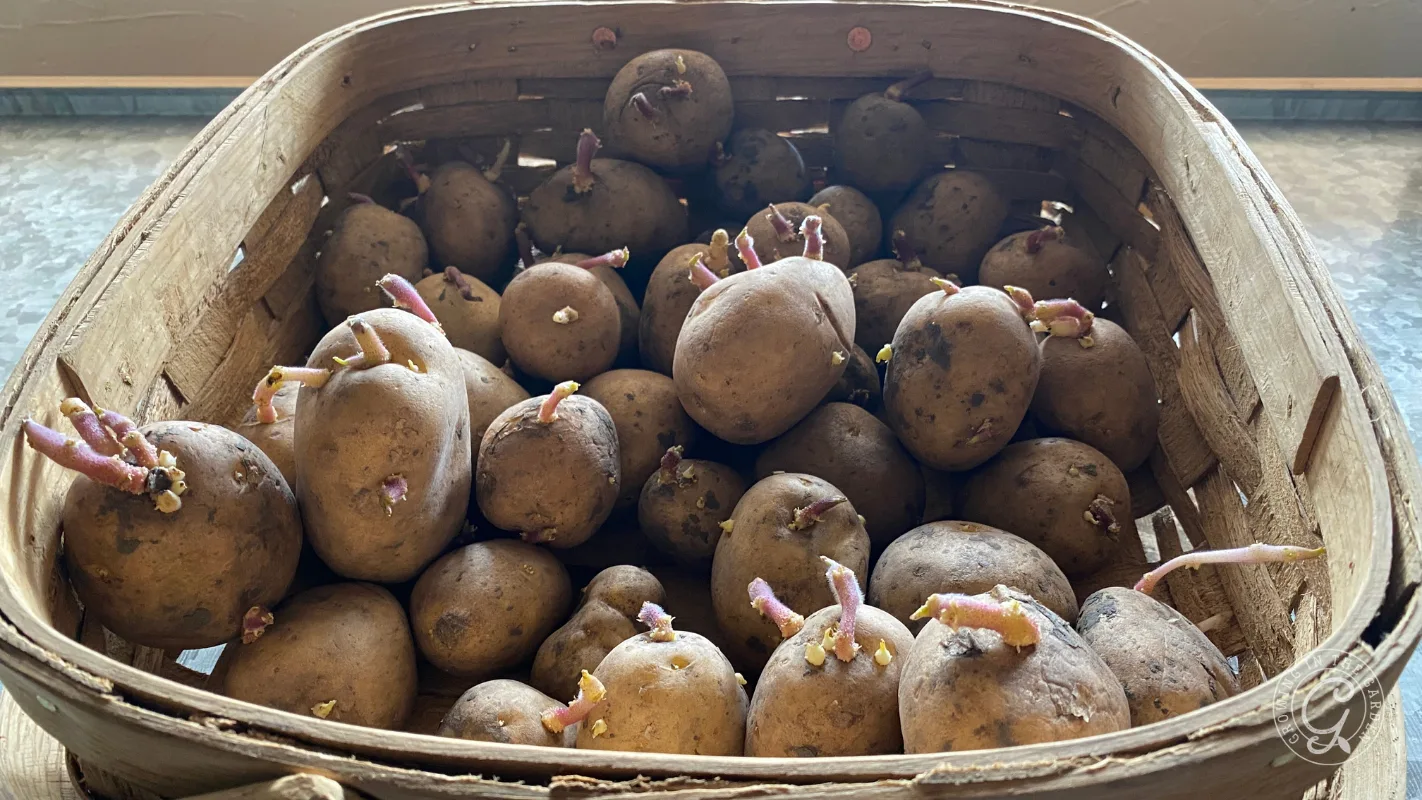 A basket filled with sprouting potatoes sits on a gray surface in natural light.