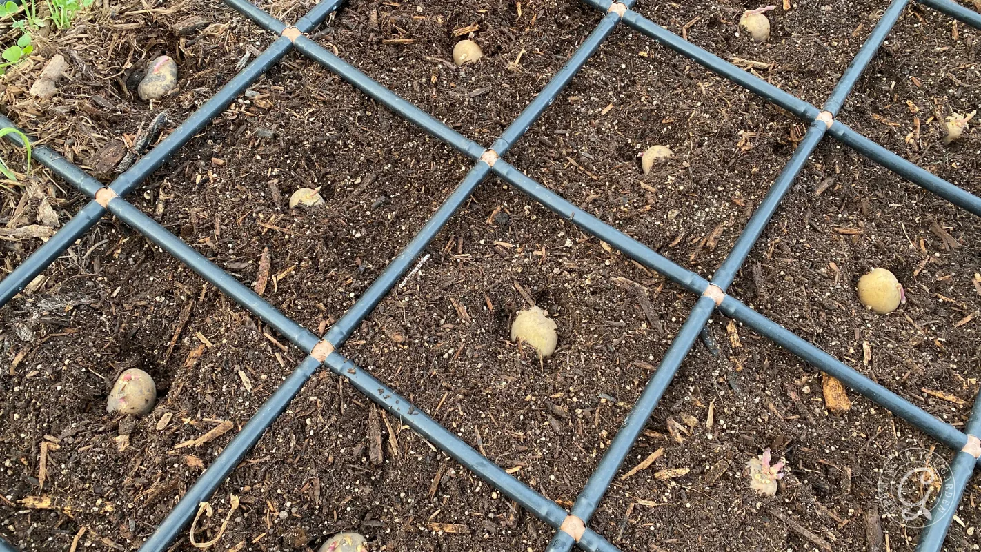 Small seed potatoes are planted in a grid pattern in soil, divided by black plastic pipes.