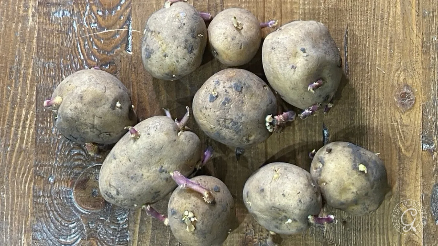 Nine sprouting potatoes with purple eyes on a wooden surface.