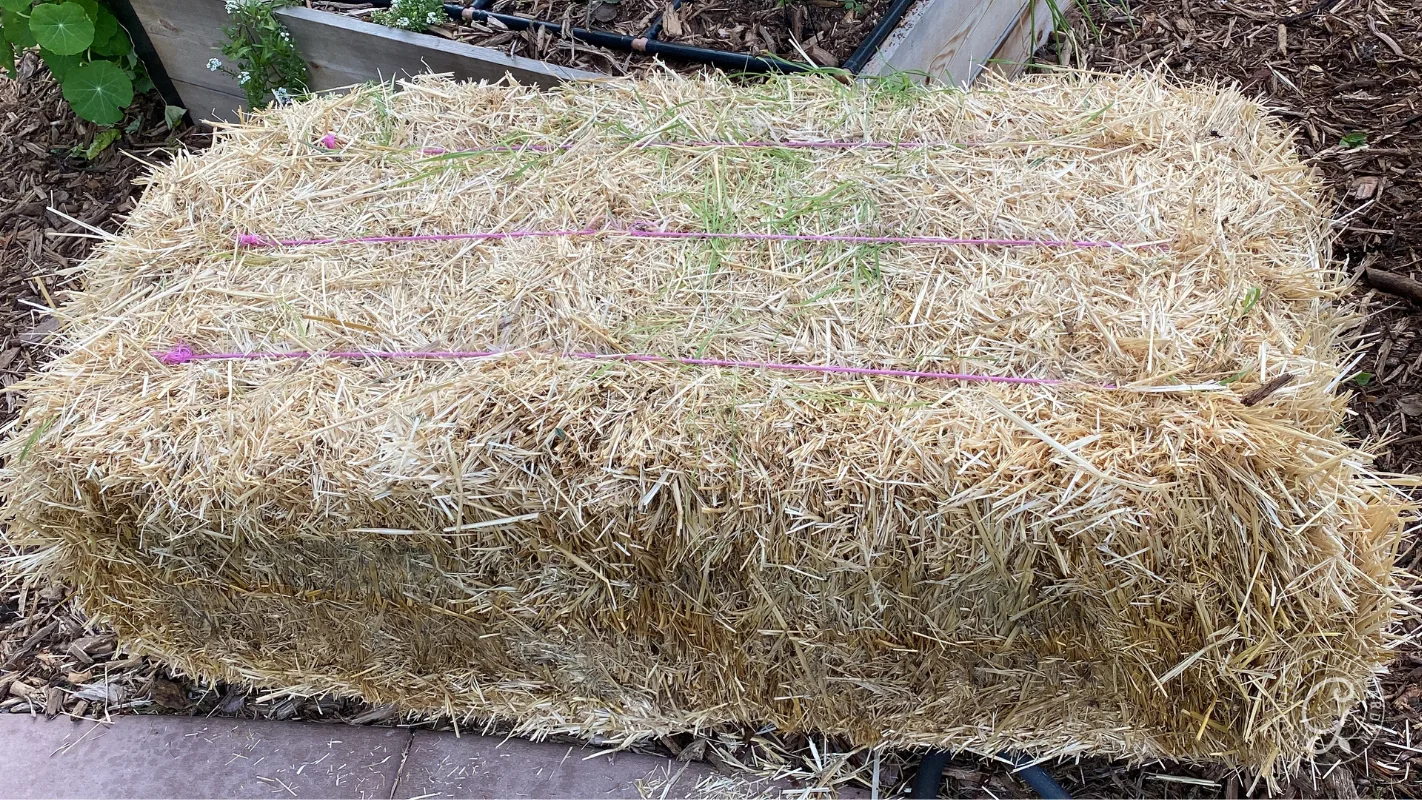 A straw bale in a garden bed, with three pink strings stretched across the top.